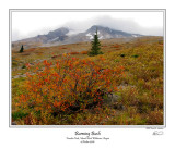 Burning Bush.jpg