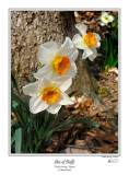 Arc of Daffs.jpg