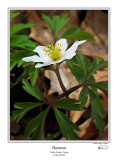 Anemone.jpg