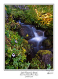 Flowers by Brook.jpg