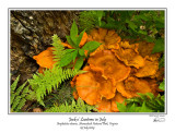 Jack o Lantern Fungus.jpg