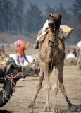 Gujjar's Camels