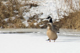 by the water hole