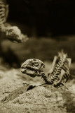 The Nestling