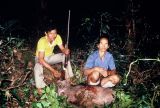 Wild Boar at Mid camp to G Murud