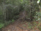 Jungle path to Pa Mada/Dano. Quite clear.