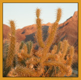 thorny devil