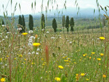 Spring in Tuscany