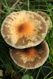 pancake mushroom