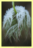 winter hairdo