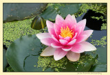 pink waterlily (nymphaea rose)