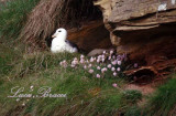 Fulmaro-sul-nido.Scotland