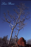 albero-con-termitaio.Kruger national park South Africa