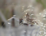 Crested Lark (Galerida cristata)