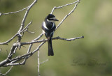 Masked-Shrike  (Lanius-nubicus)