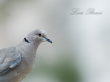 Collared Dove (Streptopelia decaoto)