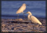 Aigrette neigeuse (Snowy Egret)