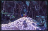 Passerin nonpareil (Painted Bunting)