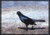 Quiscale des marais (Boat-tailed Grackle)