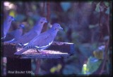 Tourterelle  ailes blanches (White-winged Dove)