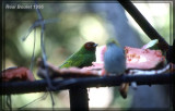 Calliste rouverdin (Bay-headed Tanager)