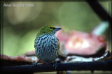 Calliste tiquet (Speckled Tanager)