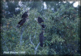 Hoazin hupp (Hoatzin)