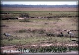 Jabiru dAmrique (Jabiru)