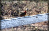 Moucherolle vermillon (Vermillon Flycatcher)