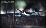 Paroare masqu (Red-capped Cardinal)