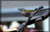 Saltator des grands-bois (Buff-Throated Saltator)