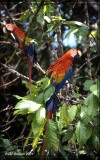 Ara rouge (Scarlet Macaw)
