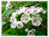 Aubepine