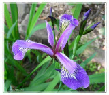 Iris