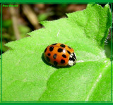 Coccinelle asiatique multicolore