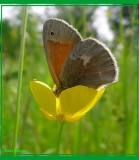Satyre fauve - Coenonympha inornata
