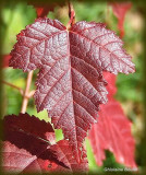 Feuille d'érable