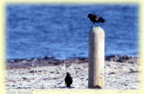 Corneille de rivage (Fish Crow)