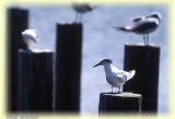 Sterne caugek (Sandwich tern)