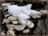 Au menu ... champignons à la neige.