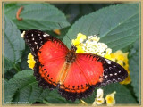 Céthosia biblis (Cethosia biblis)