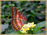 Céthosia biblis (Cethosia biblis)