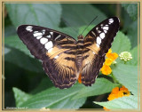 Clipper (Parthenos sylvia)