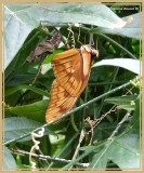 Flambeau (Dryas julia)