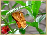 Flambeau (Dryas julia)