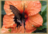 Grand Mormon (Papilio memnon)