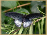Grand Mormon (Papilio memnon)