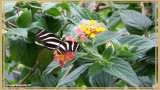 (Heliconius charitonia)