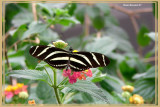 (Heliconius charitonia)