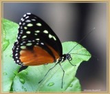 Héloconius hécale (Heliconius hecale)